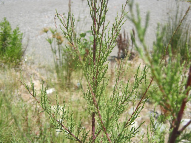 Tamarix cfr. gallica  (Caryophyllales - Tamaricaceae)